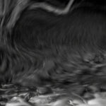 01 forest oneiric fineart black&white tree mindfulness marcelo leonard