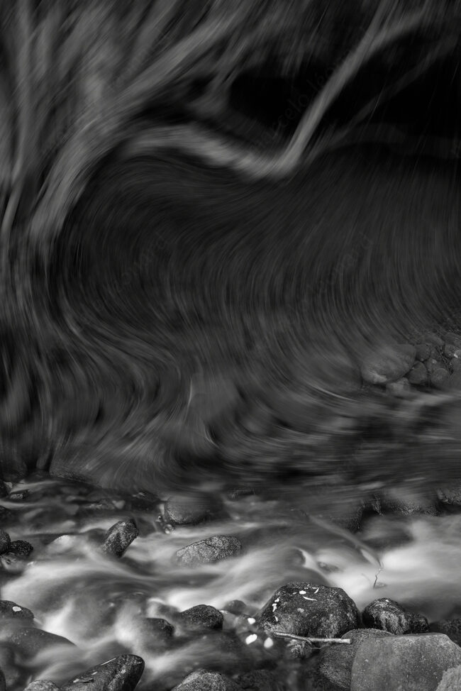 01 forest oneiric fineart black&white tree mindfulness marcelo leonard