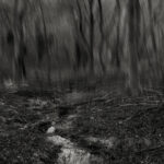02 forest oneiric fineart black&white tree mindfulness marcelo leonard