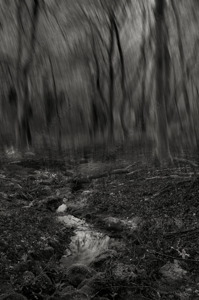 02 forest oneiric fineart black&white tree mindfulness marcelo leonard