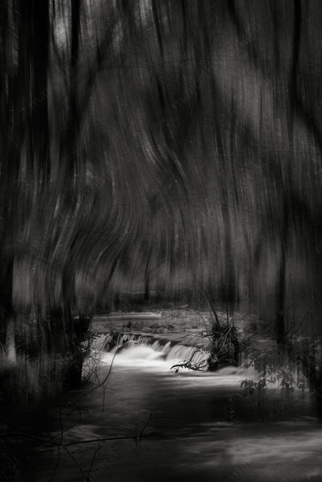 03 forest oneiric fineart black&white tree waterfall mindfulness marcelo leonard