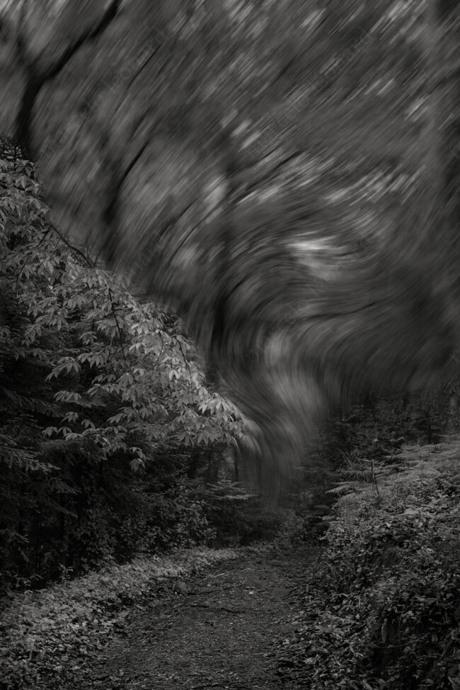 04 forest oneiric fineart black&white tree mindfulness marcelo leonard