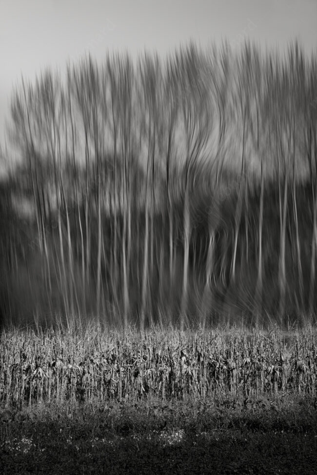 05 forest oneiric fineart black&white tree mindfulness marcelo leonard