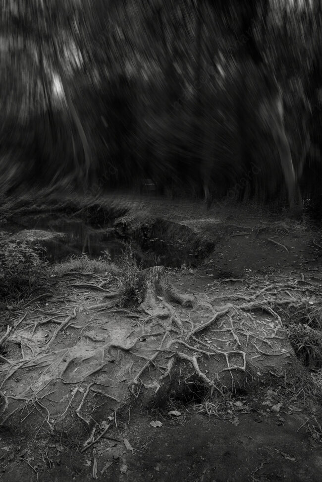 06 forest oneiric fineart black&white tree mindfulness marcelo leonard
