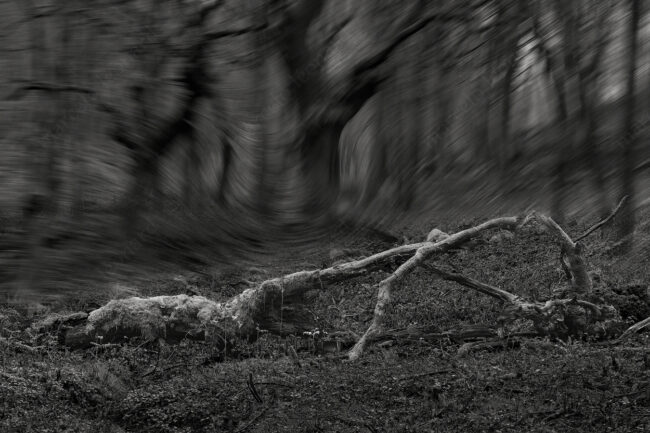 07 forest oneiric fineart black&white tree mindfulness marcelo leonard