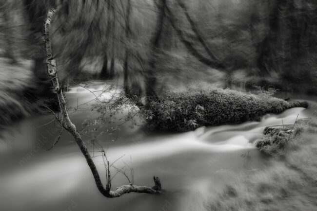 08 forest oneiric fineart black&white tree waterfall mindfulness marcelo leonard