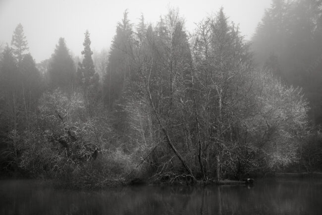 09 forest oneiric fineart black&white tree mindfulness marcelo leonard