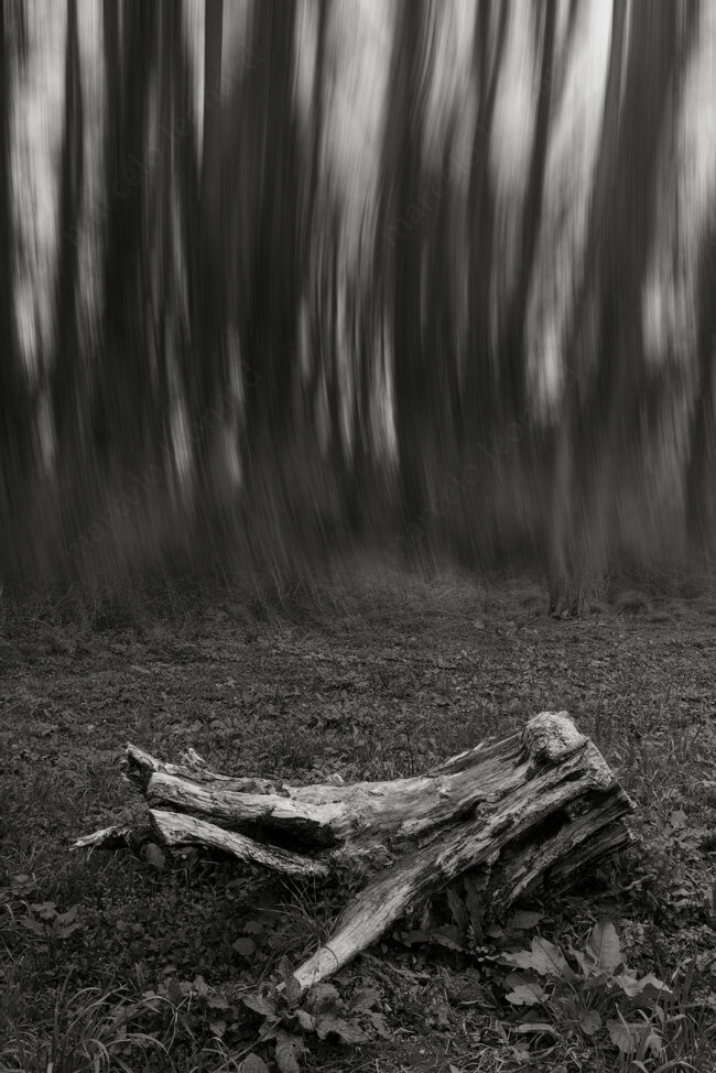 10 forest oneiric fineart black&white tree trunk log mindfulness marcelo leonard