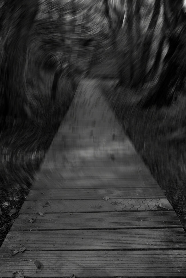 11 forest oneiric fineart black&white path tree mindfulness marcelo leonard
