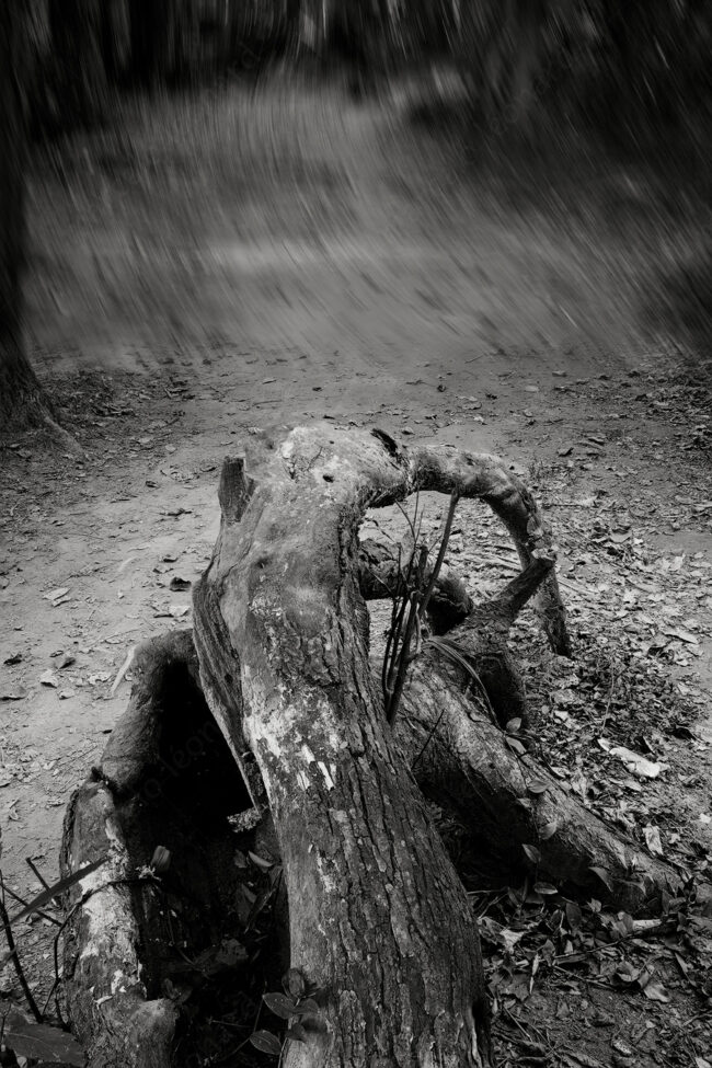 12 forest oneiric fineart black&white log trunk tree mindfulness marcelo leonard