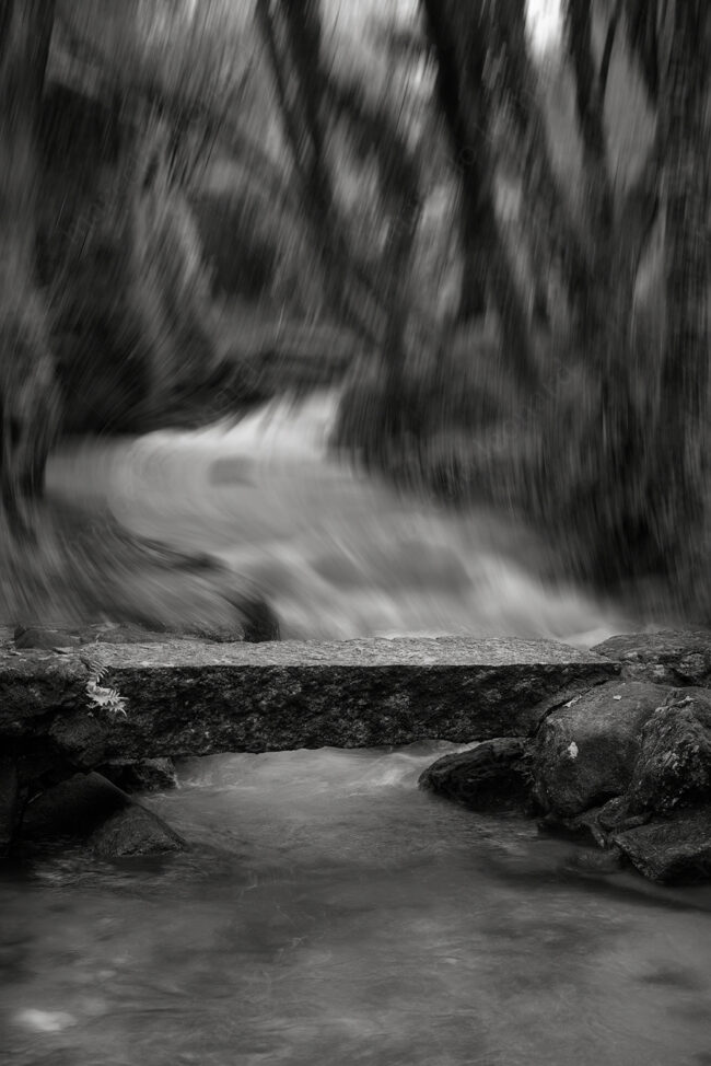 13 forest oneiric fineart river bridge black&white tree mindfulness marcelo leonard
