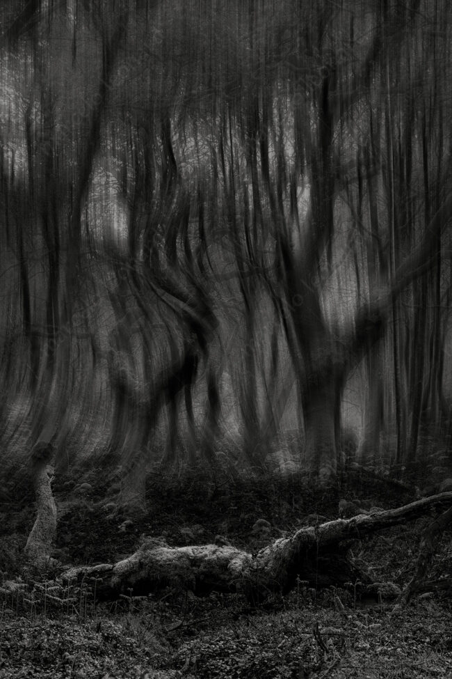 14 forest oneiric fineart black&white trunk log tree mindfulness marcelo leonard