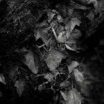 01 leaves, ivy, bark, tree, darkmood