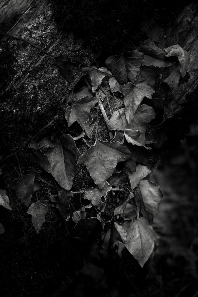 01 leaves, ivy, bark, tree, darkmood