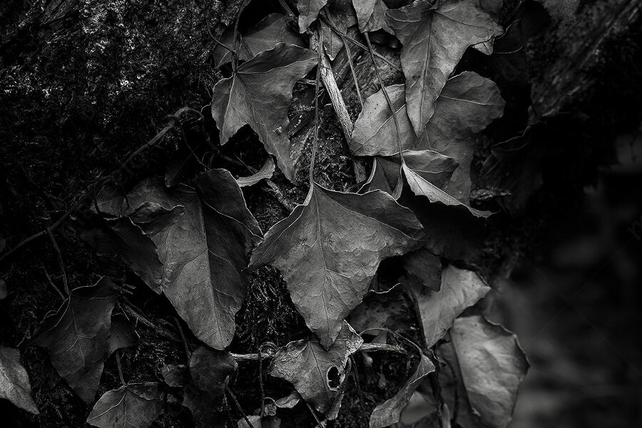 01 leaves, ivy, bark, tree, darkmood