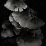 02 mushroom, forest, decay, leaves