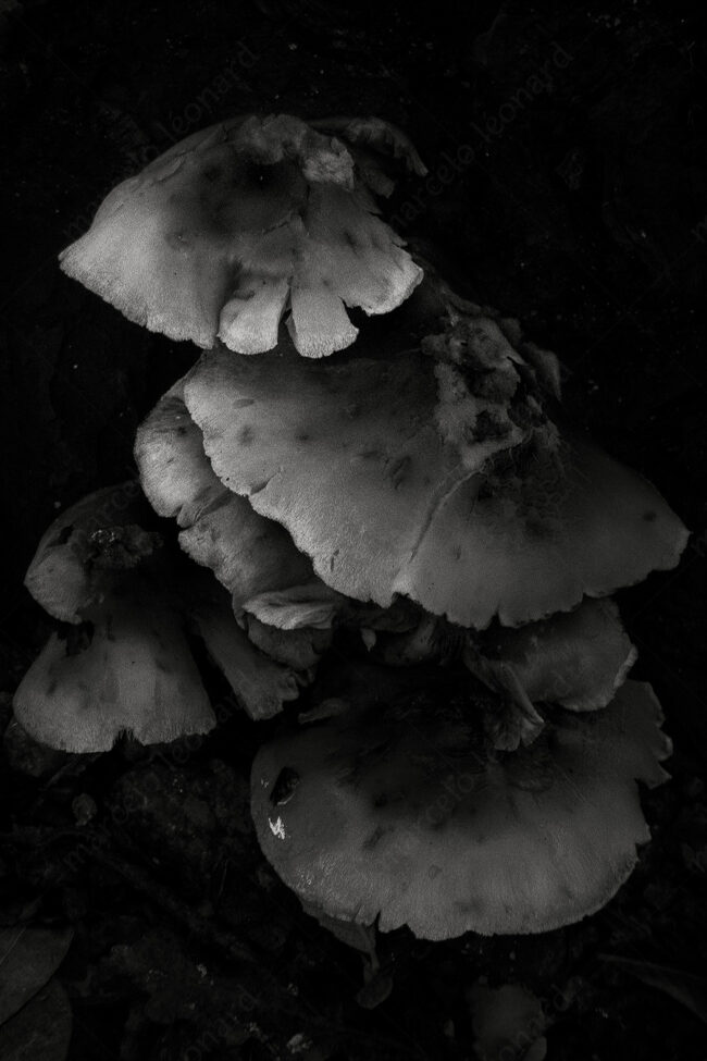 02 mushroom, forest, decay, leaves