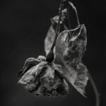 03 decay, withered, forest, decay, leaves
