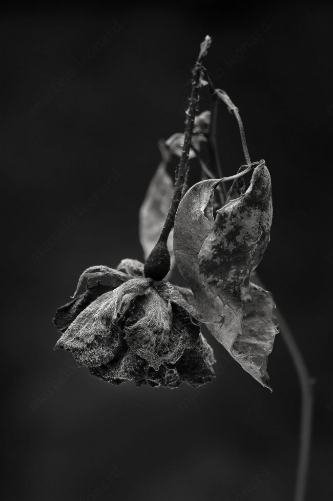 03 decay, withered, forest, decay, leaves