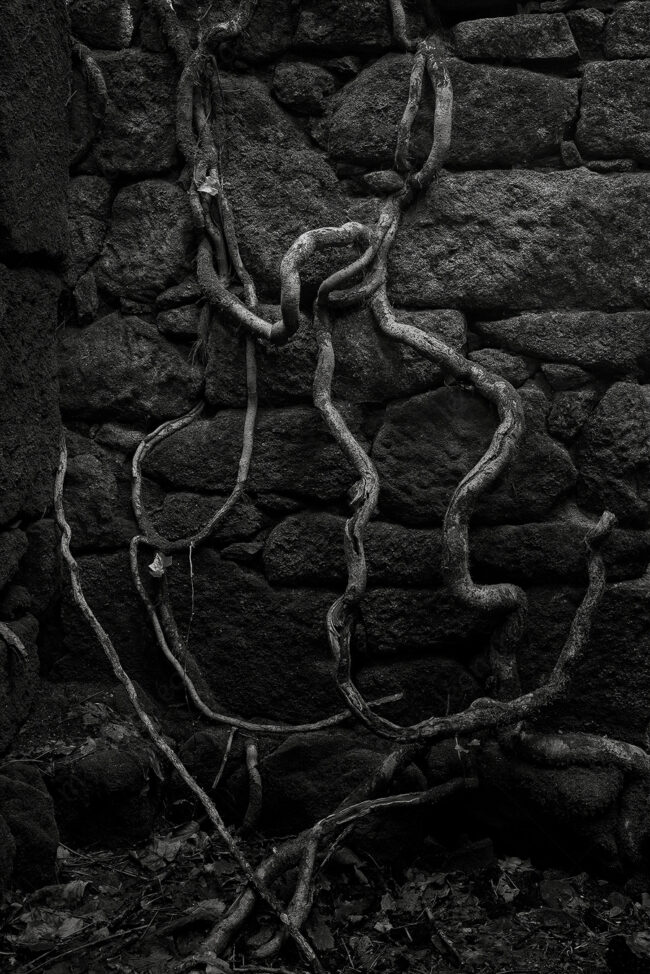 04 roots, forest, decay, wall