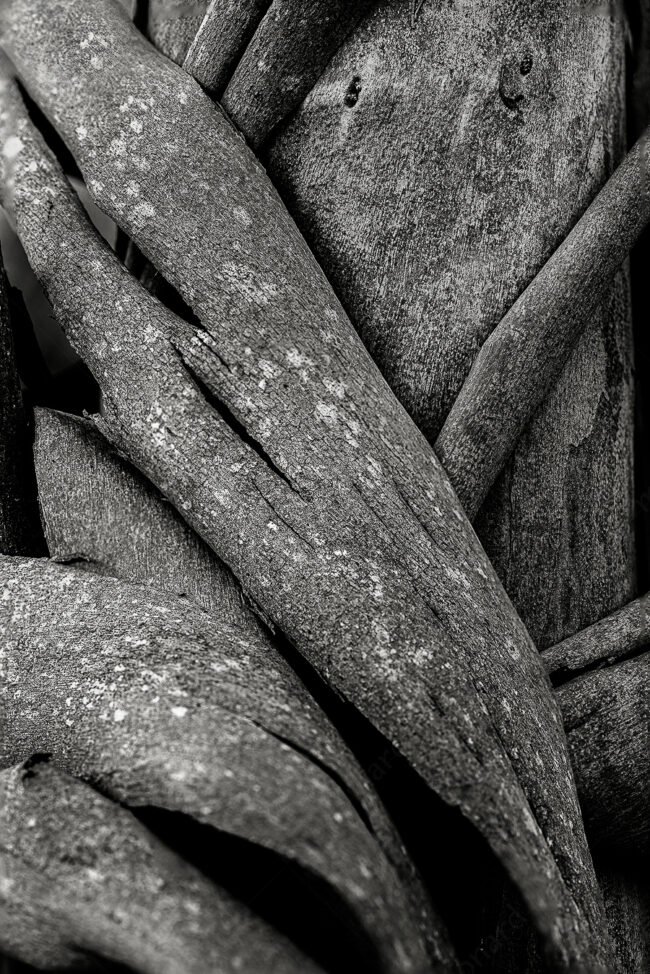05 bark, decay, forest, decay, wall