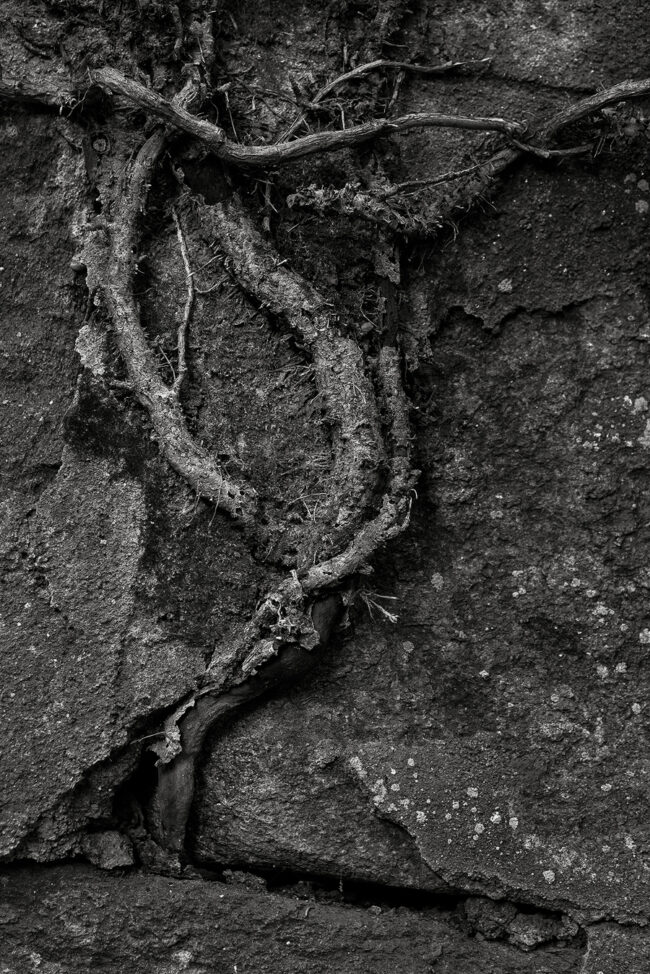06 roots, forest, decay, wall