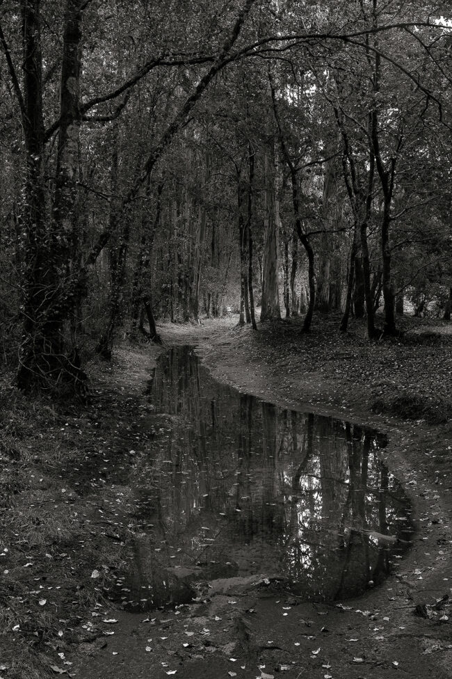 07 nature, forest, path, pod, trees