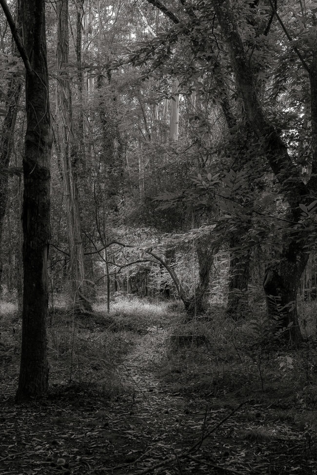 09 nature, forest,p ath, trees, autumn