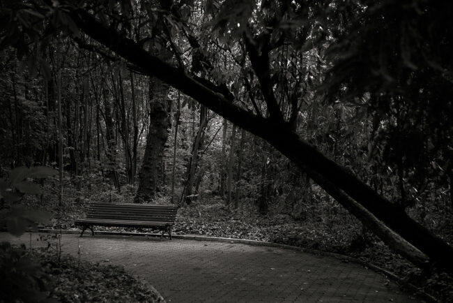 11 forest, garden, bench, forest, tree