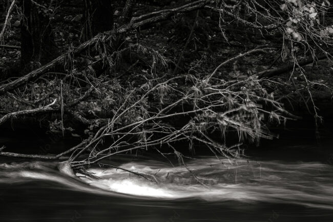 12 forest, mist, river, waterfall, tree