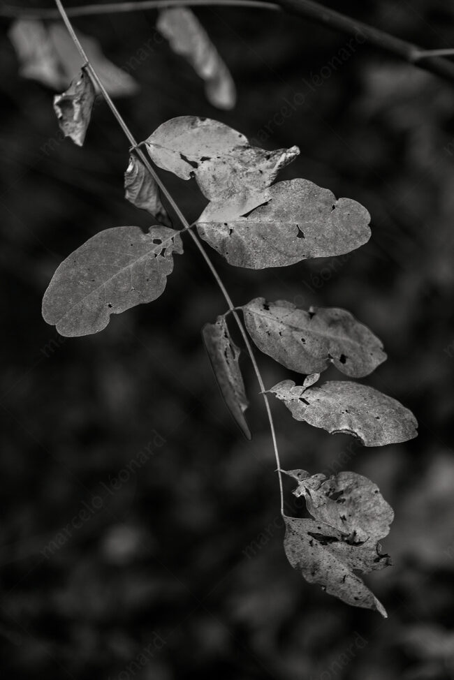 13 leaves, forest, fleeting