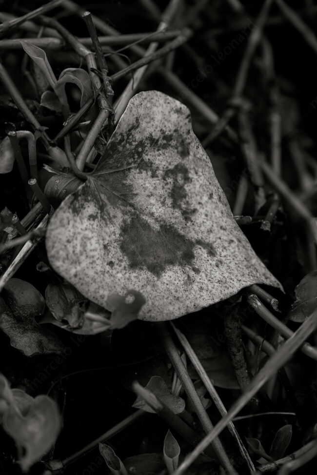 14 leaf, forest, decay, withered, fleeting