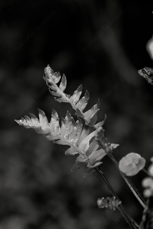 15 leaves, forest, fleeting