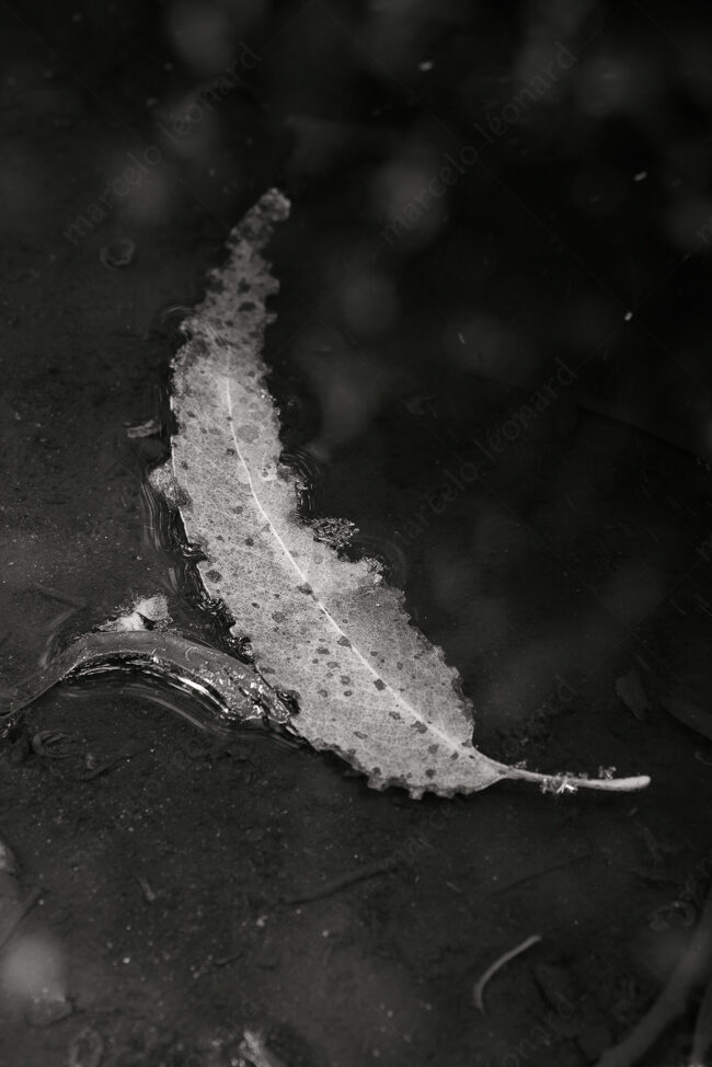 19 leaf, pod. water, decay, withered
