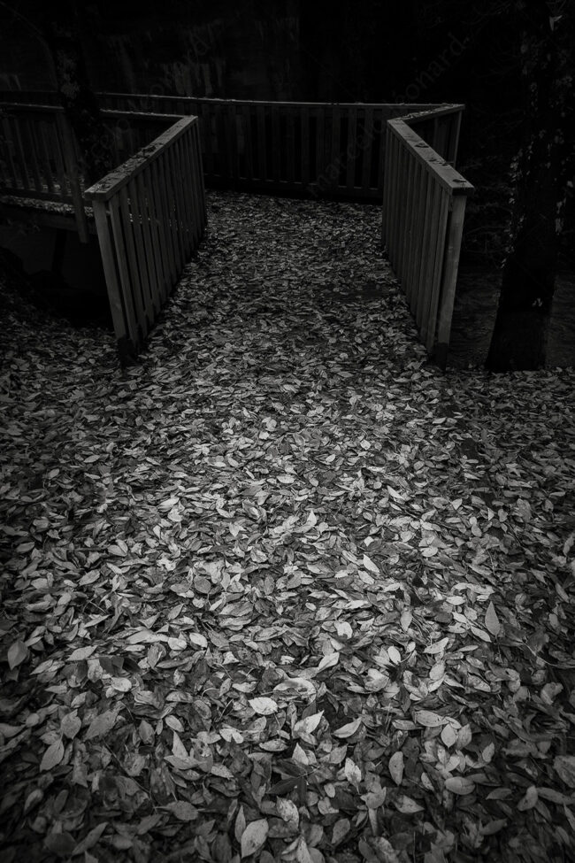 20 bridge, leaves, decay, whitered