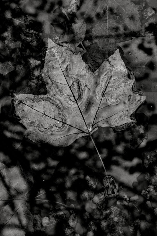 21 leaf, pod. water, decay, withered