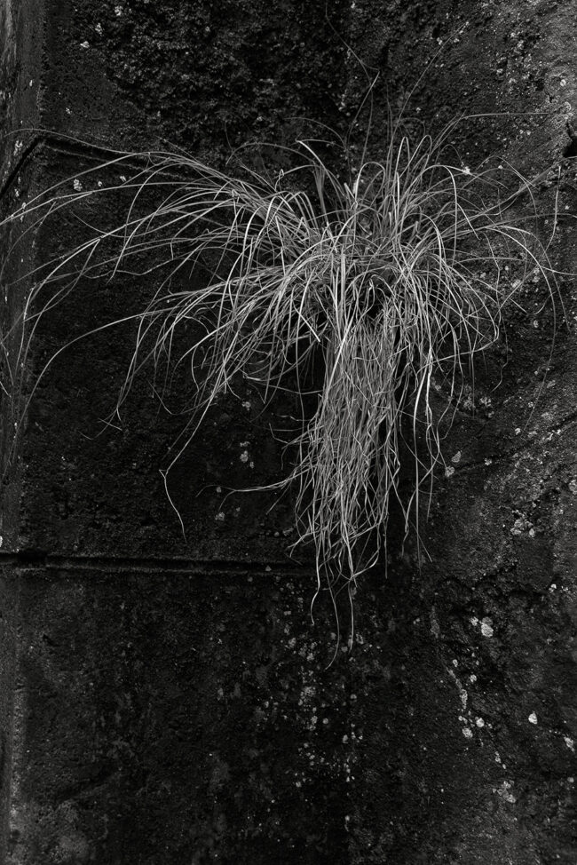 22 leaves, wall, grass