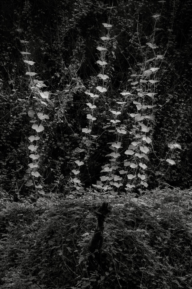 23 leaves, wall, grass