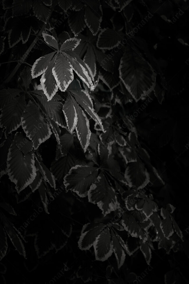 24 leaves, wall, darkmood